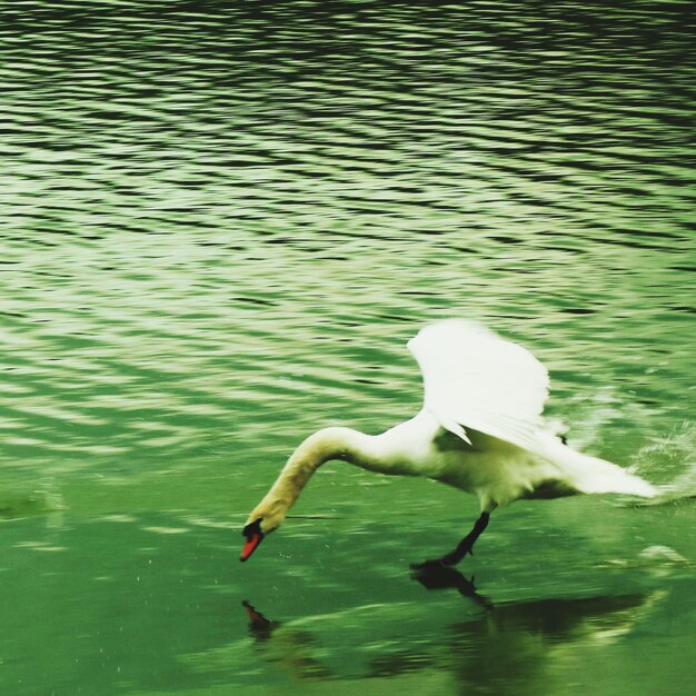 Swan swimming in lake