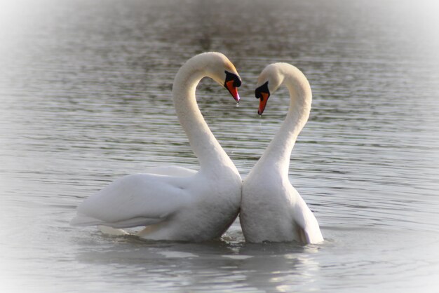 Swan swimming in lake