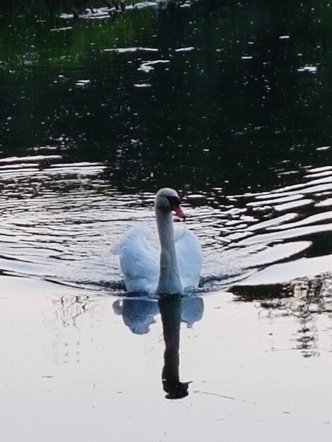 Swan swimming on lake