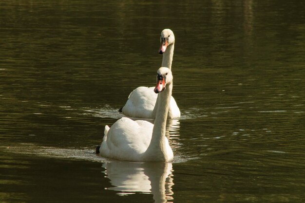 Foto il cigno che nuota nel lago