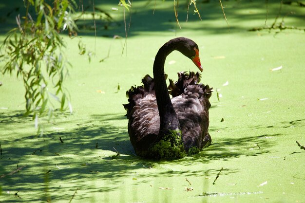 Swan swimming in lake