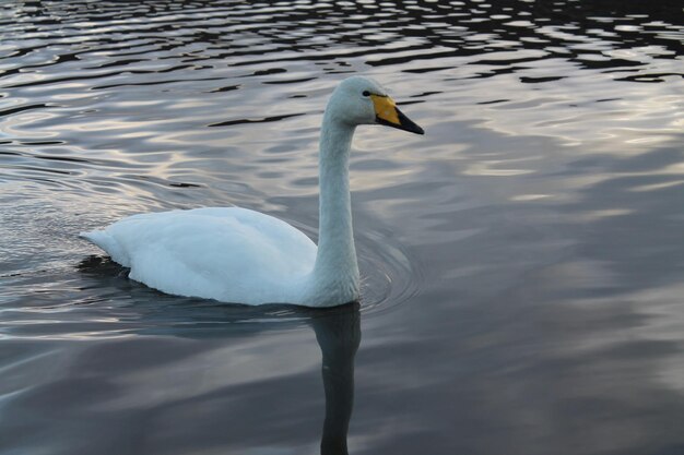 Swan swimming in lake