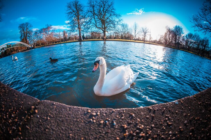 Photo swan swimming in lake