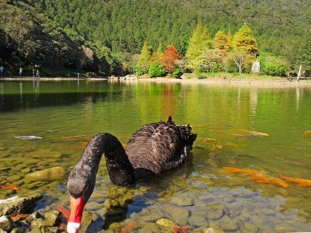 Foto il cigno che nuota sul lago