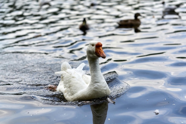 Photo swan swimming in lake