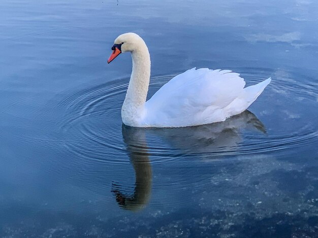 Swan swimming in lake