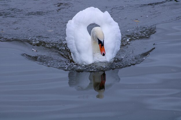 Photo swan swimming in lake