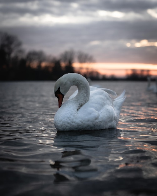 Foto il cigno che nuota in un lago