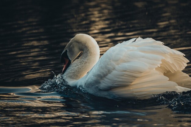 Swan swimming in lake