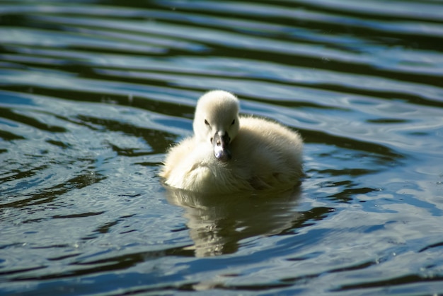 Swan swimming in lake