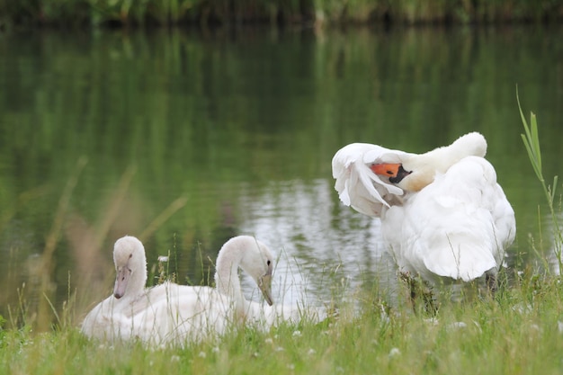 Photo swan swimming in lake