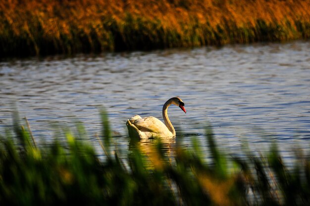 Swan swimming in lake