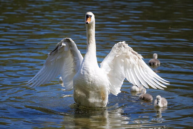 Swan swimming in lake