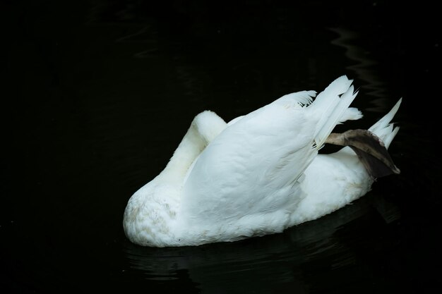 Photo swan swimming in lake