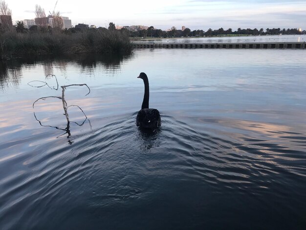 Swan swimming in lake