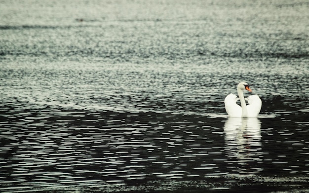 Foto il cigno che nuota nel lago