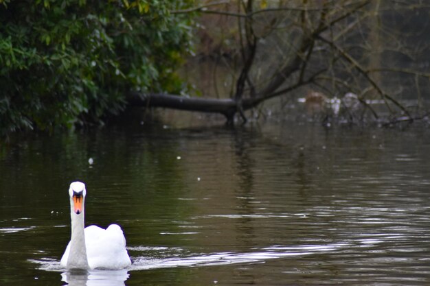 Swan swimming in lake