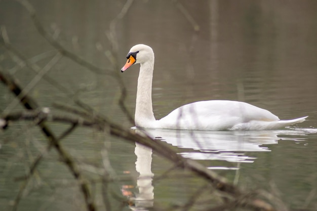 Foto il cigno che nuota nel lago