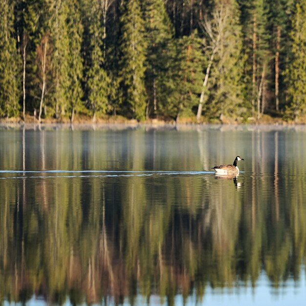 Swan swimming on lake