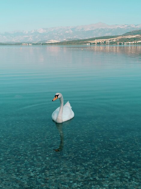 Photo swan swimming in lake