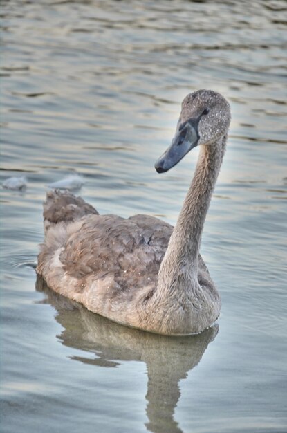 Swan swimming in lake