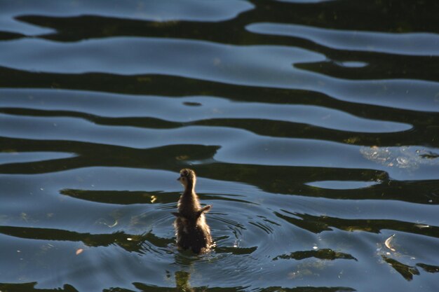 Photo swan swimming in lake