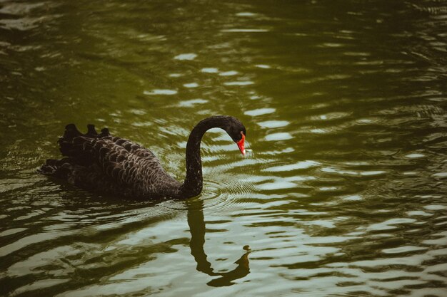 Foto il cigno che nuota nel lago