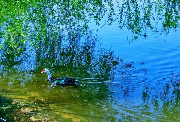 Swan swimming in lake