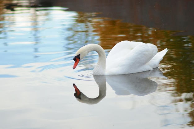 Swan swimming in lake