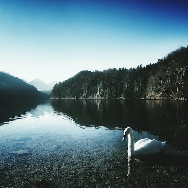 写真 空に照らされた静かな湖で泳ぐ天<unk>