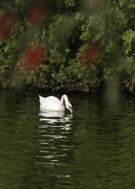 Foto il cigno che nuota nello stagno