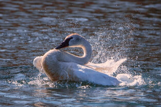 Foto il cigno che nuota in mare