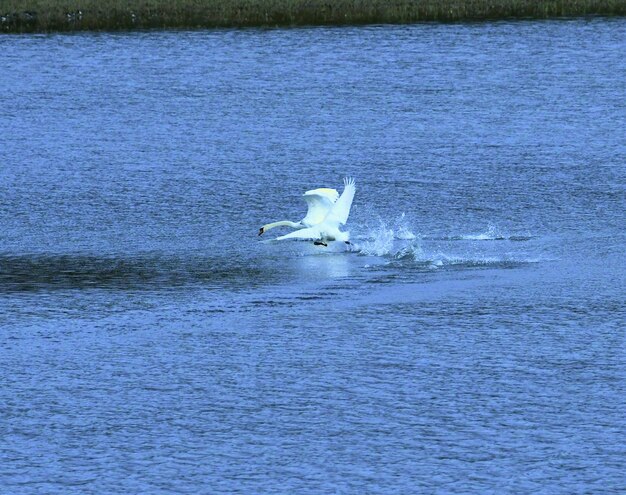 Swan swimming in sea