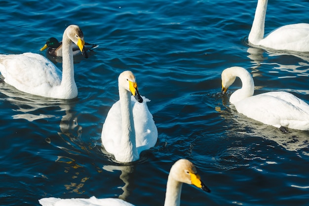 屋外の湖で水の中を泳ぐ白鳥