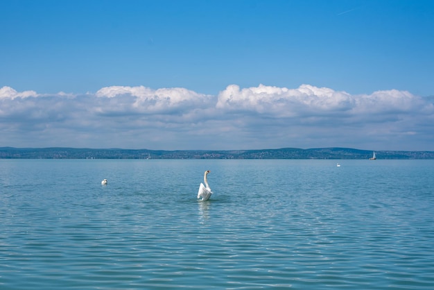 A swan swimming in the water with a mountain in the background.