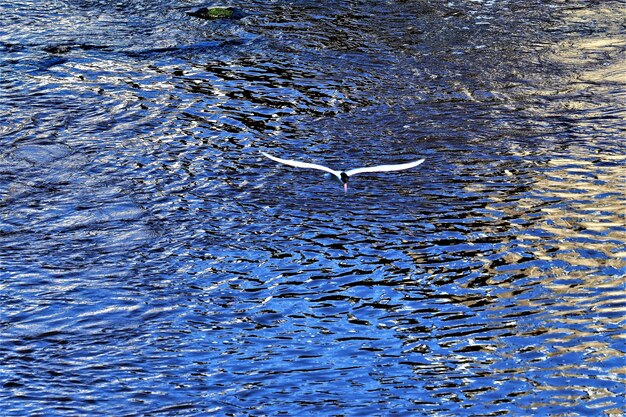 Swan swimming in water