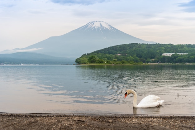 Swan swimming in Yamanaka lake, Japan