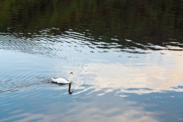 写真 白鳥は湖で泳ぐ