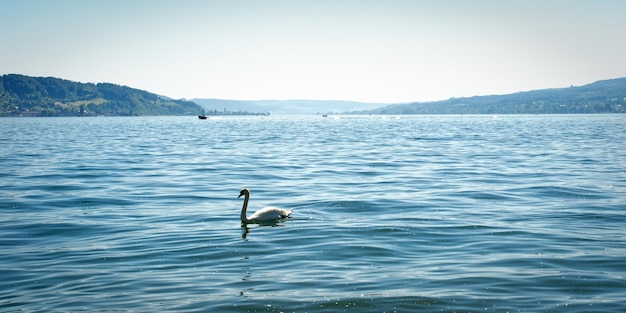 Photo swan swims peacefully on the bodensee lake in germany