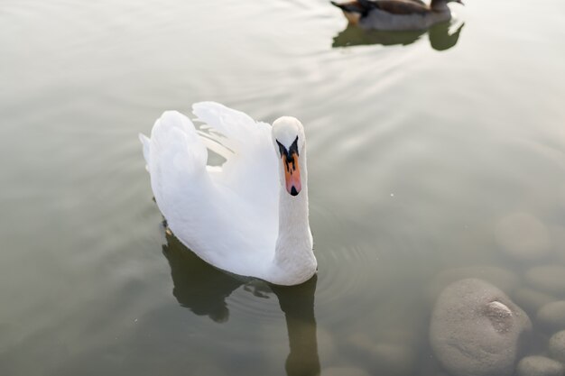 Swan swims in the pond