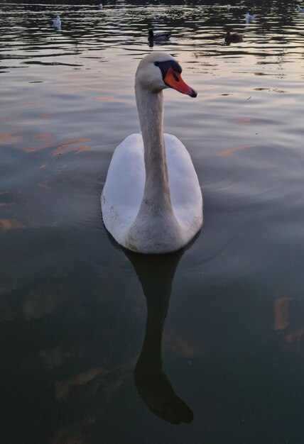 Swan in versailles