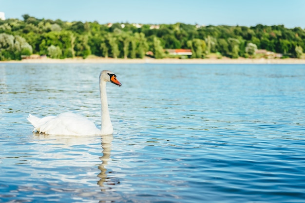 Лебедь на воде