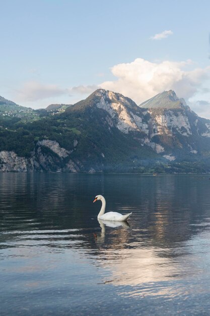 Лебедь на волне и красивый альпийский вид на закат с отражениями на озере Валензее в швейцарских Альпах Швейцария