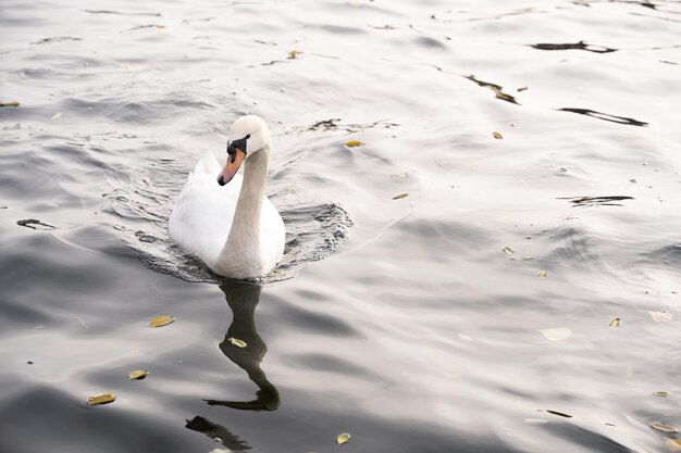 Swan in the wild swimming in a river nature and animal concept