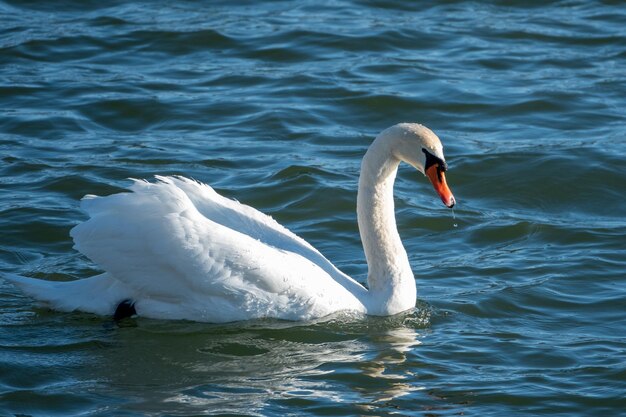 Swan on a winterly lake