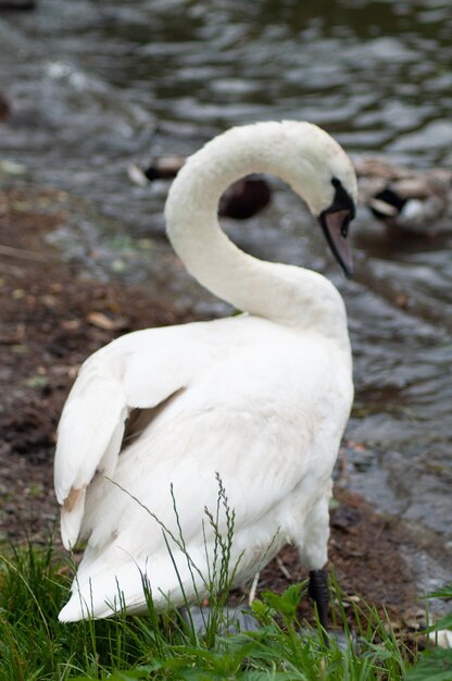 A swan with a black beak and a black beak is standing in the water.