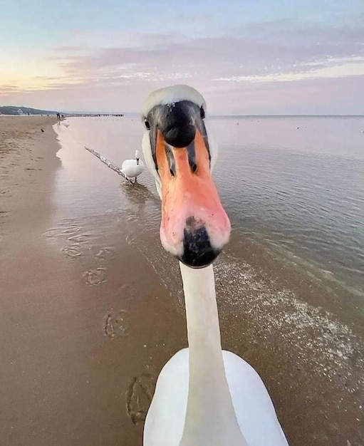 A swan with a long beak is on the beach.