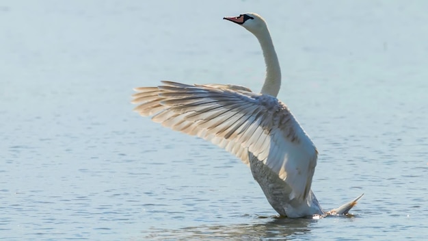 大きく開いた翼を持つ白鳥