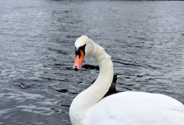 Swan