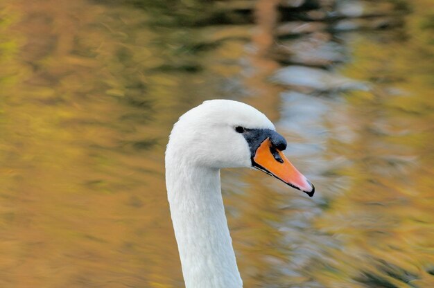 Swan